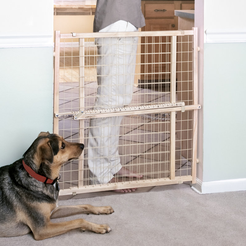 evenflo dog gate