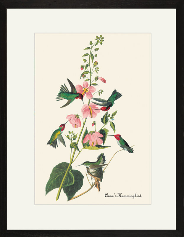 Anna's Hummingbird by John James Audubon Framed Painting Print
