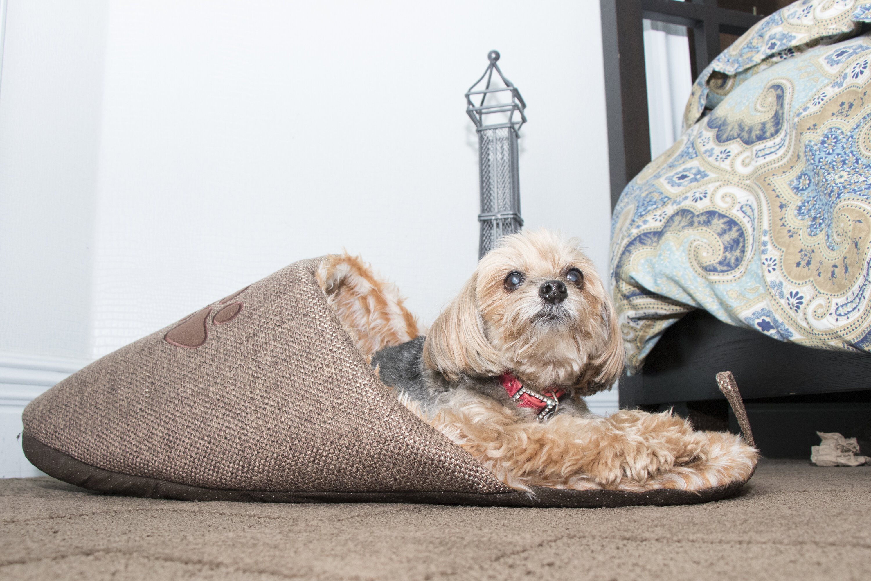 Slipper dog bed