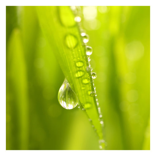 Morning Dew 1.92m x 1.92m Textured Matte Peel & Stick Wall Mural East Urban Home