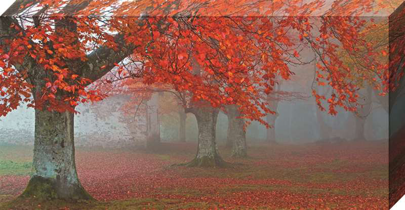 Winston Porter Arboles Rojos Gallery Photographic Print On Wrapped Canvas Wayfair