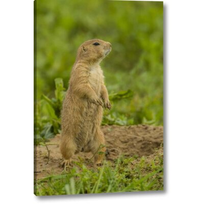 'Co, Rocky Mt Arsenal Prairie Dog on Den Mound' Photographic Print on Wrapped Canvas Winston Porter Size: 24