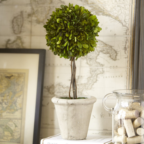 Single Ball Preserved Boxwood Topiary by Birch Lane™