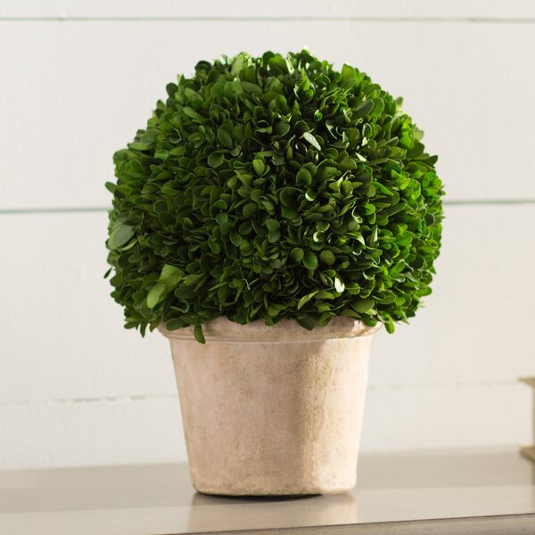 Preserved Greens Ball Boxwood Topiary in Pot by Lark Manor