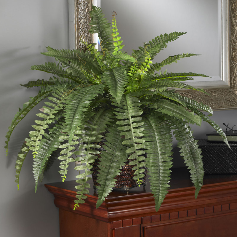 World Menagerie Silk Boston Fern Desk Top Plant with Pot & Reviews