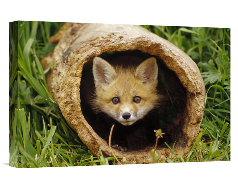East Urban Home Red Fox Kit Photographic Print On Wrapped Canvas Wayfair