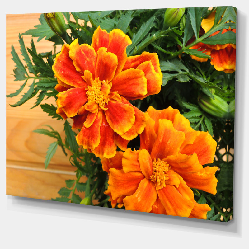 Designart Marigold Flower On Wooden Background Photographic