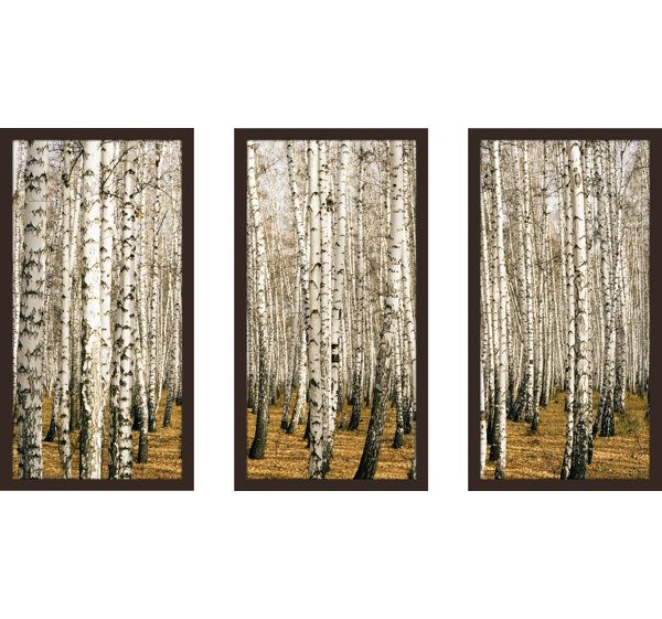 Pictureperfectinternational Birch Trees 3 3 Piece Framed