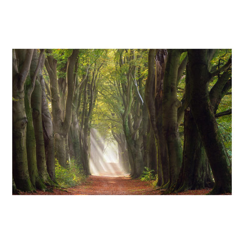 Morning in the Woods 2.25m x 3.36m Embossed Matte Peel & Stick Wallpaper Roll East Urban Home