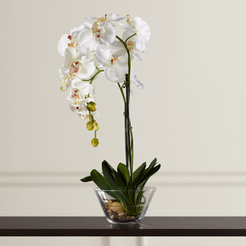 Three Posts Phalaenopsis Silk Orchid In Glass Vase Reviews Wayfair