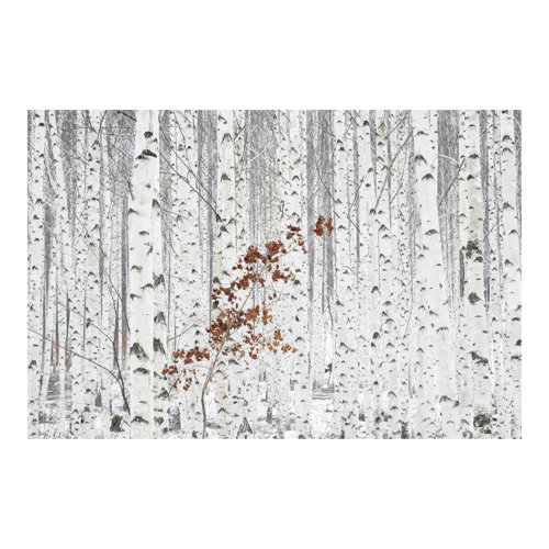 Birch Trees in the Autumn 2.55m x 3.84m Textured Matt Peel & Stick Wall Mural East Urban Home