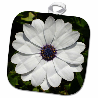 3dRose African Daisy Daisy South African Daisy Cape Daisy Eyed Daisy African Daisy Potholder 3dRose