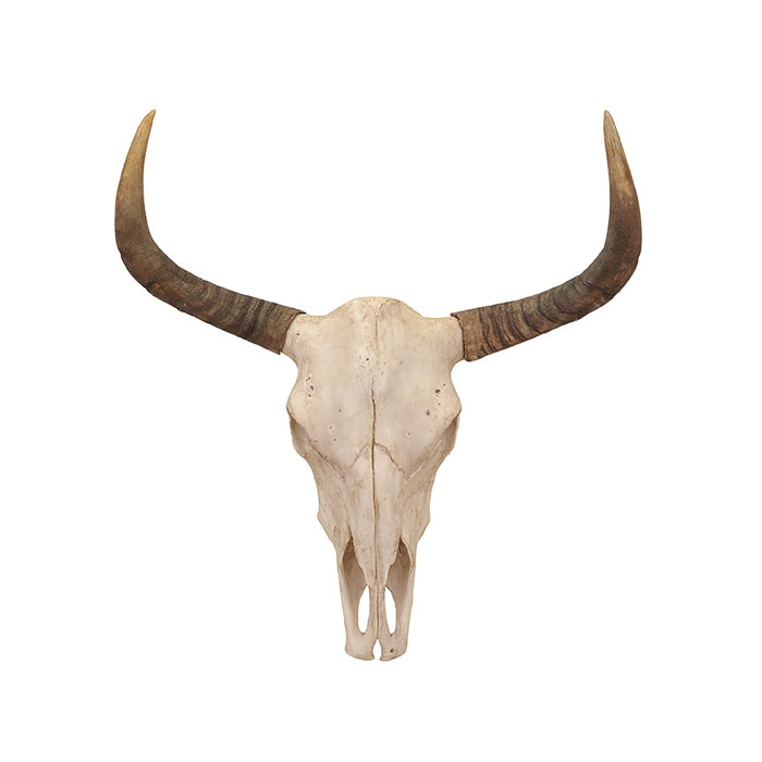Bull Skull Wall Décor Bull Skull Wall Décor