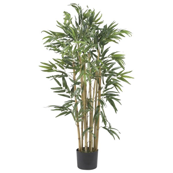 Multi Bambusa Bamboo Tree in Planter by Mistana