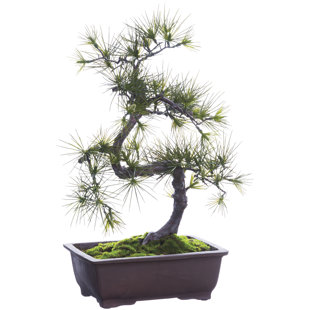 Bonsai Tree Indoor Plants You\'ll Love | Wayfair Bonsai Tree Indoor Plants You\'ll Love | Wayfair