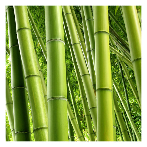 Bamboo Trees 2.4m x 2.4m Textured Matt Peel & Stick Wall Mural East Urban Home