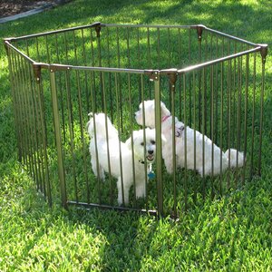 2 Panel Extension Convertible Pet Yard and Gate