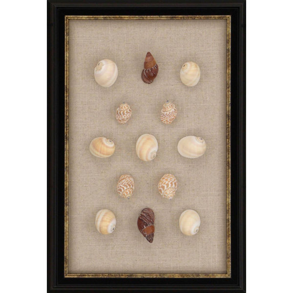shell wall art feather framed shell wall art wayfair shell wall art feather framed shell wall art wayfair