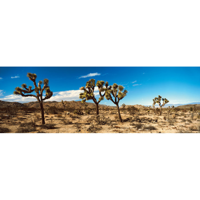 Desert Landscape Print