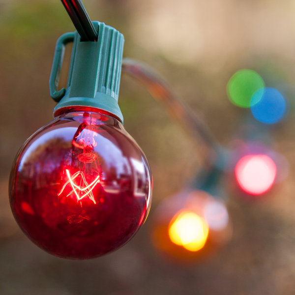 Steady 25 Light String Light by Wintergreen Lighting