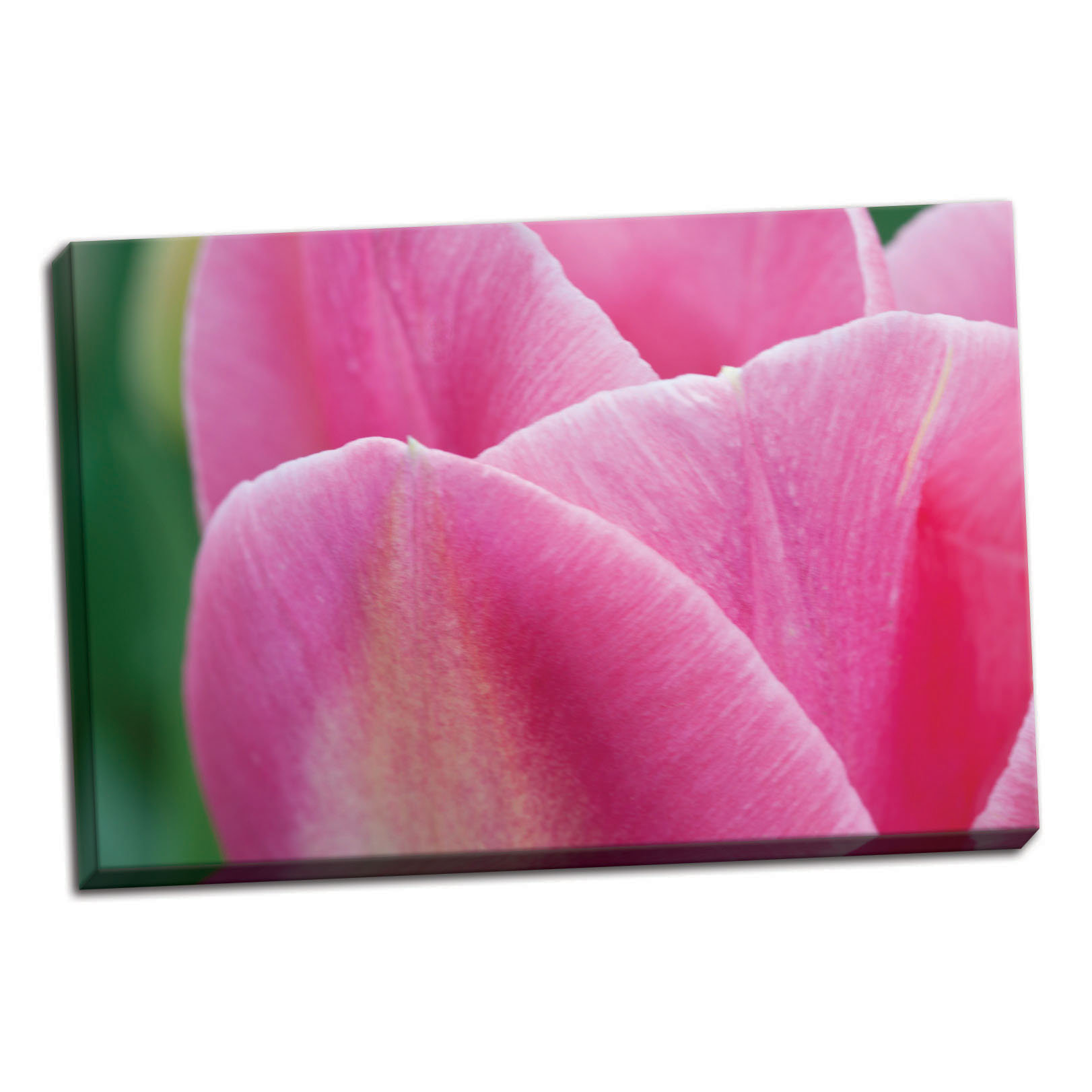 off white pink tulip