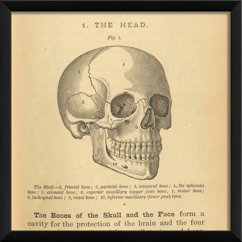 Physiology Skull Framed Graphic Art