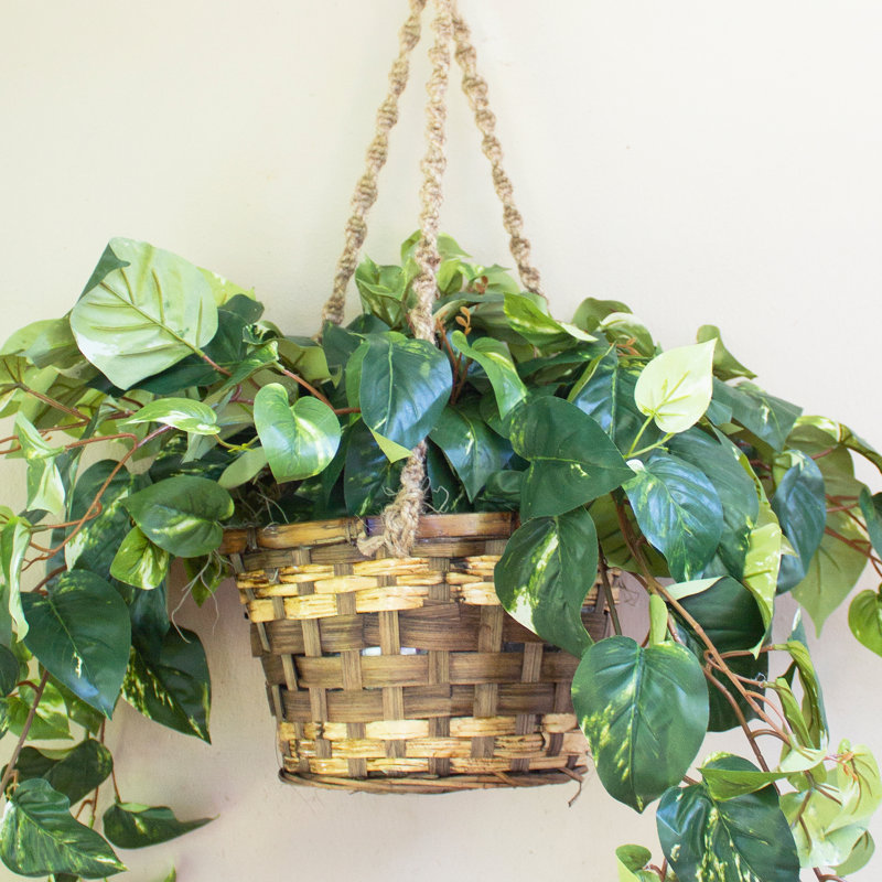 Nearly Natural Silk Pothos Hanging Plant with Basket & Reviews Wayfair