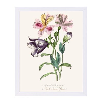'American Flora Purple Headed Garlic' Print East Urban Home Size: 15