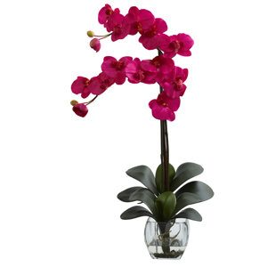 Double Phalaenopsis Orchid in Vase