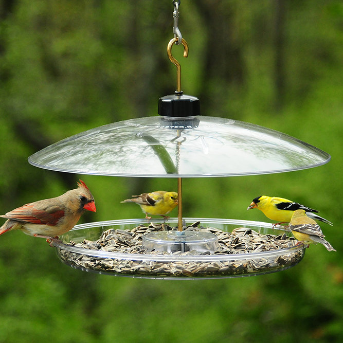 Droll Yankees Covered Platform Tray Bird Feeder Wayfair
