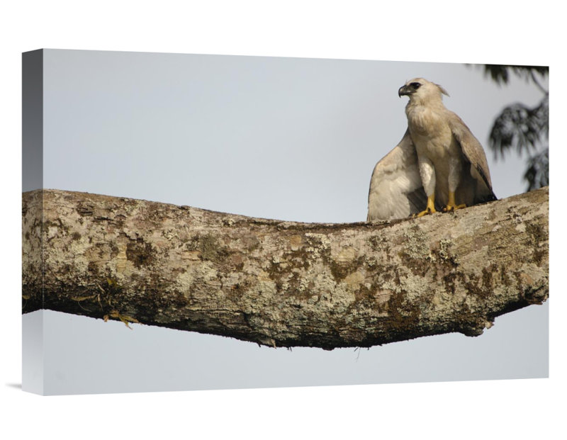 East Urban Home Harpy Eagle Chick Photographic Print On Wrapped