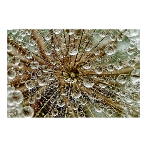 Dandelion in Autumn 2.9m x 4.32m Textured Matte Peel & Stick Wall Mural East Urban Home