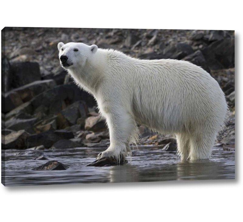 POLAR BEAR ANIMAL PAINTING ARCTIC OCEAN ICE CAP WILDERNESS ART REAL CANVAS PRINT