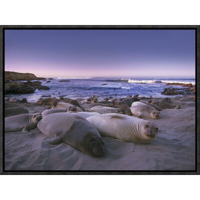 Northern Elephant Seal Juveniles Laying on the Beach, Point Piedras Blancas, Big Sur, California by Tim Fitzharris Framed Photographic Print on Canvas