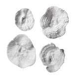 Modern Contemporary Sea Fan Wall Decor Allmodern