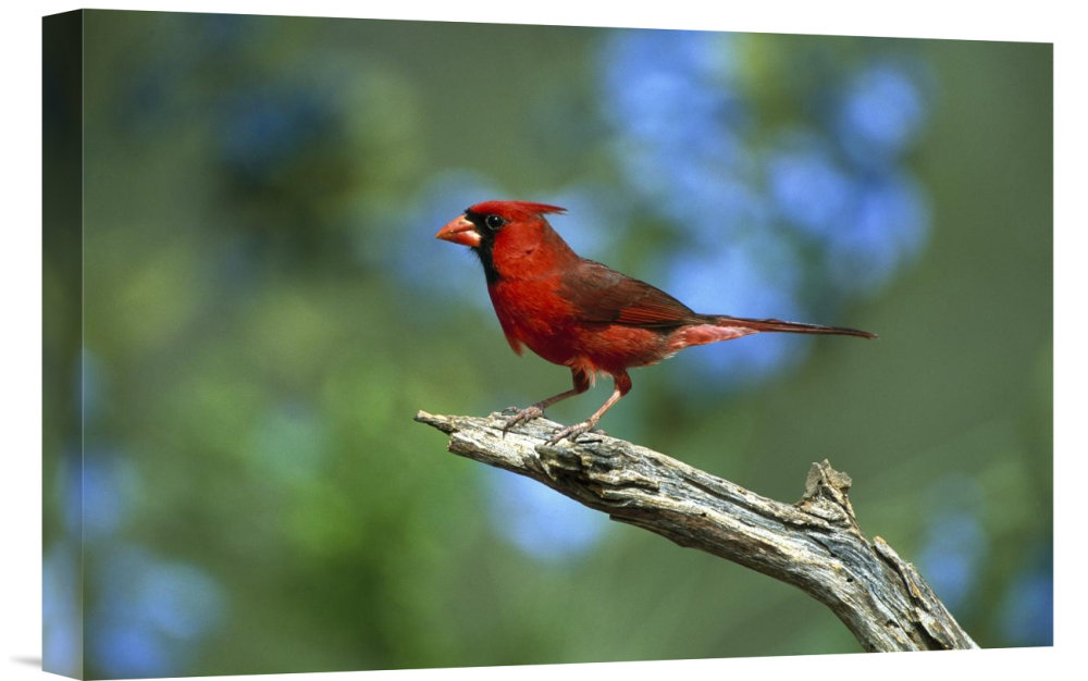East Urban Home Texas Rio Grande Valley Northern Cardinal Male Perching Photographic Print On Wrapped Canvas Wayfair
