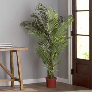 Areca Palm Tree Floor Plant in Pot