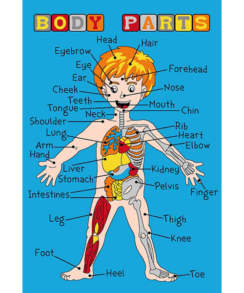 Sintechno Inc Body Parts Area Rug & Reviews Biology Diagrams