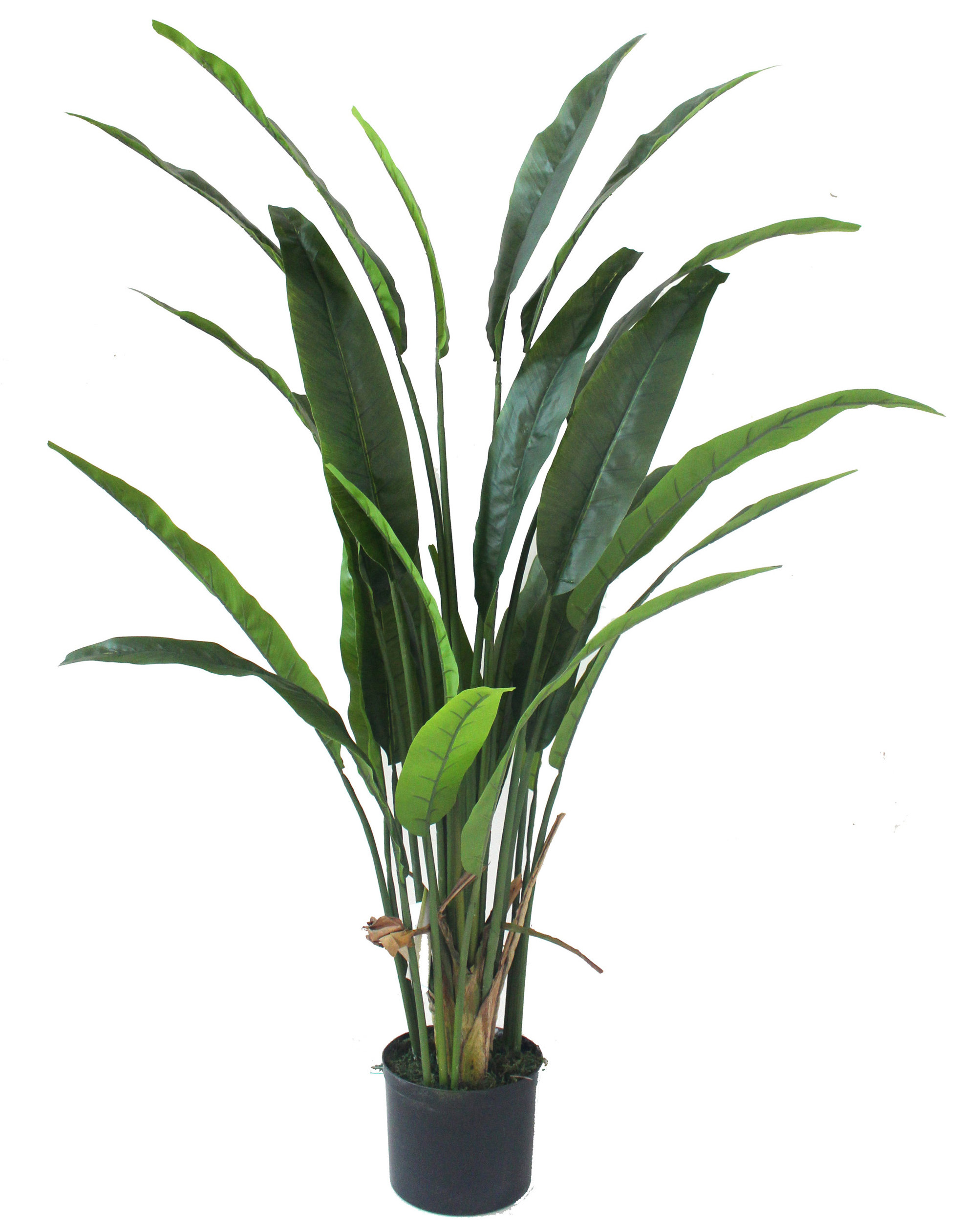 Bay Isle Home Bird Of Paradise Silk Palm Plant In Pot Reviews Bird Of Paradise Silk Palm Plant In Pot
