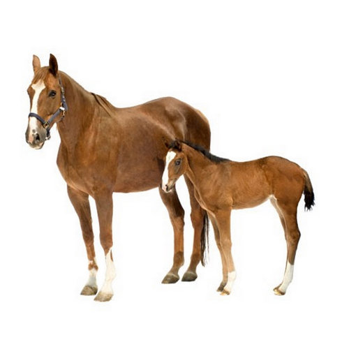 Mare and Foal Wall Sticker East Urban Home Size: 104cm H x 122cm W