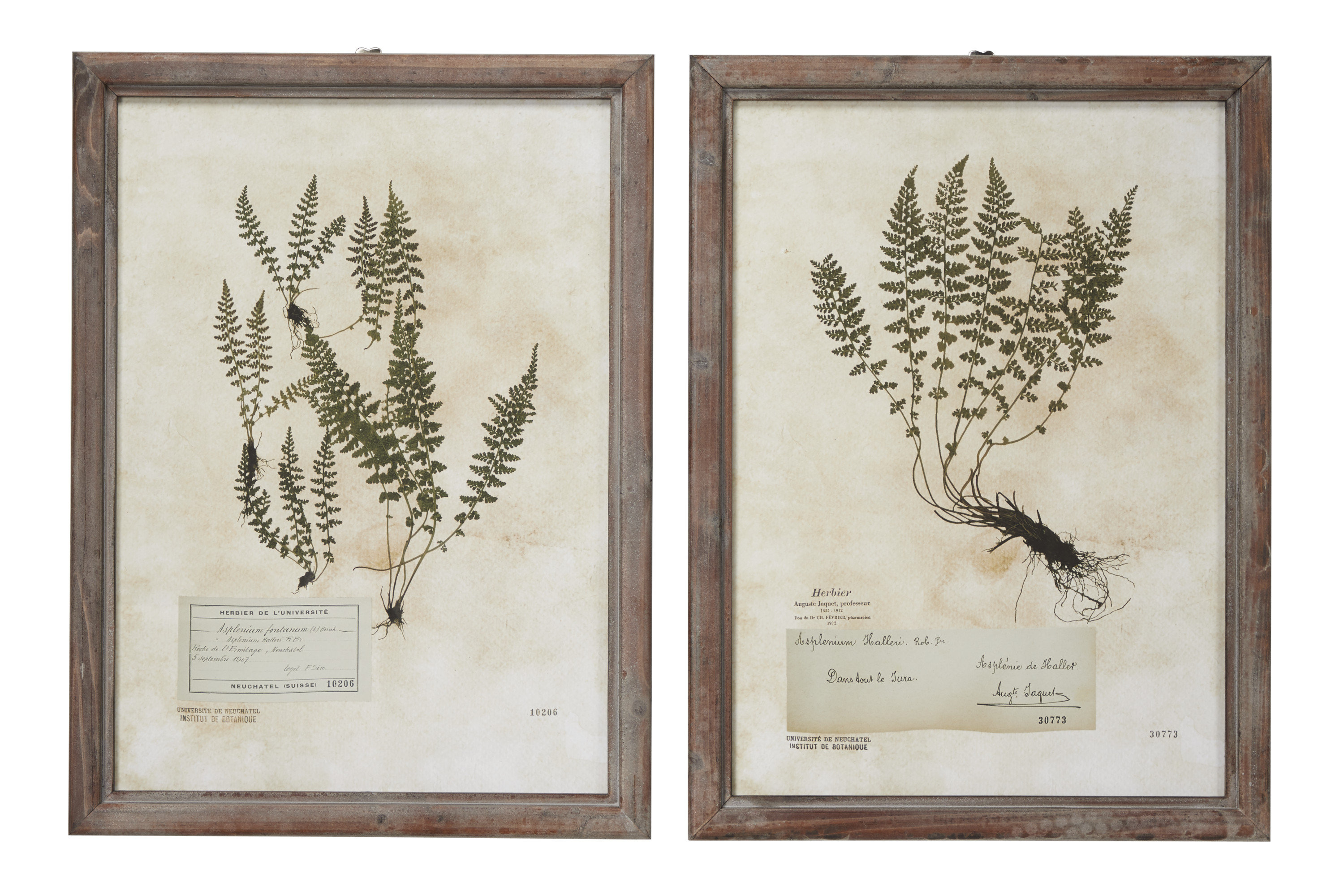 Bay Isle Home Large Rectangular French Vintage Botanical 2 Piece Picture Frame Painting Print Set On Wood Wayfair