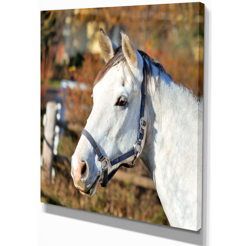 East Urban Home Farmhouse White Horse Head Photographic Print On