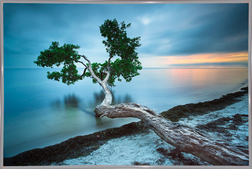 East Urban Home 'Water Tree 10' Photographic Print Wayfair