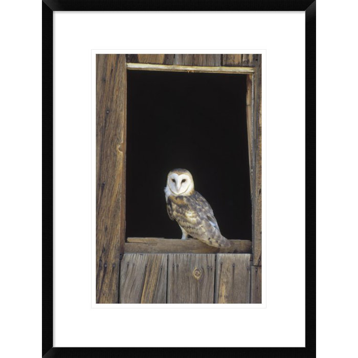 Global Gallery Barn Owl Perching On Barn Window North America By