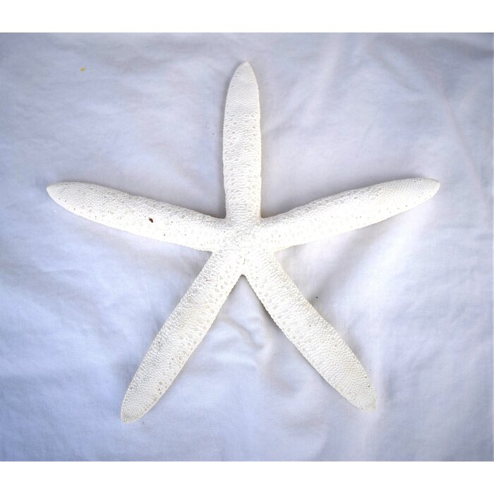 starfish decorative object