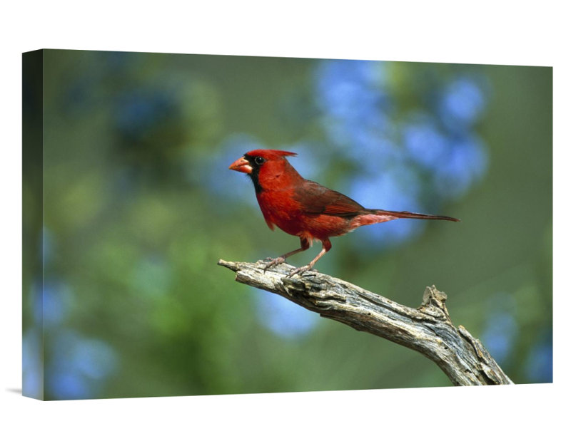 East Urban Home Texas Rio Grande Valley Northern Cardinal Male Perching Photographic Print On Wrapped Canvas Wayfair