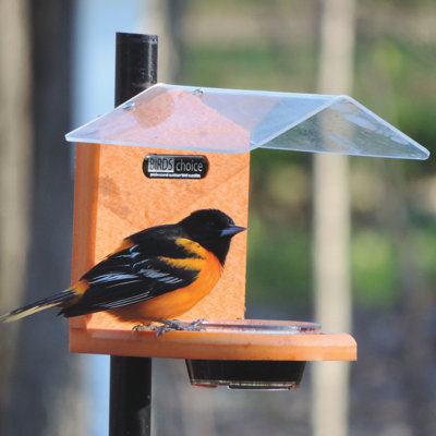 Recycled Jelly Oriole Tray Bird Feeder Birds Choice