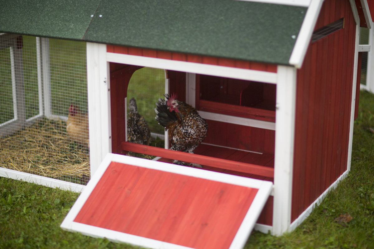 Prevue Hendryx Red Barn Small Chicken Coop & Reviews Wayfair