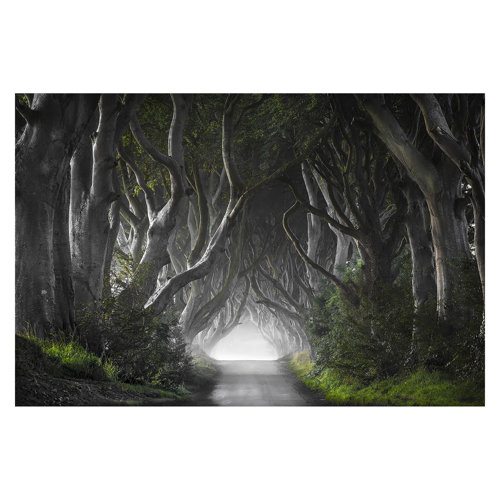 Forest in Northern Ireland 1.9m x 288cm Textured Matt Peel & Stick Wall Mural East Urban Home
