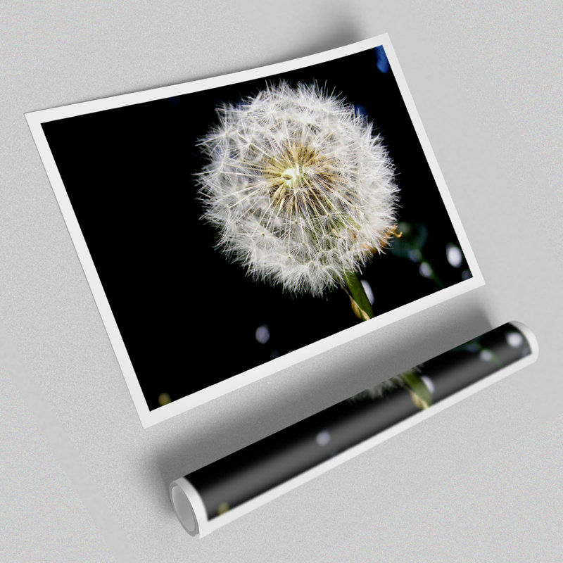Dandelion dreams essay 07 picture